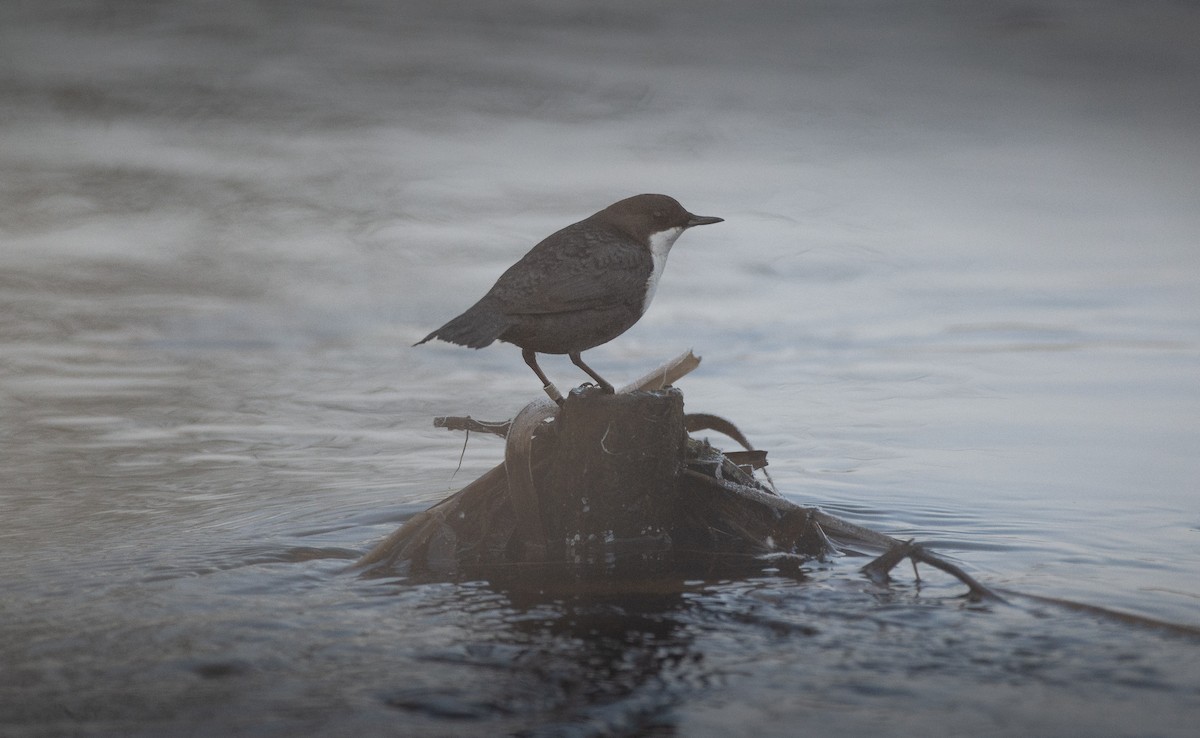 Пронурок біловолий - ML645938608