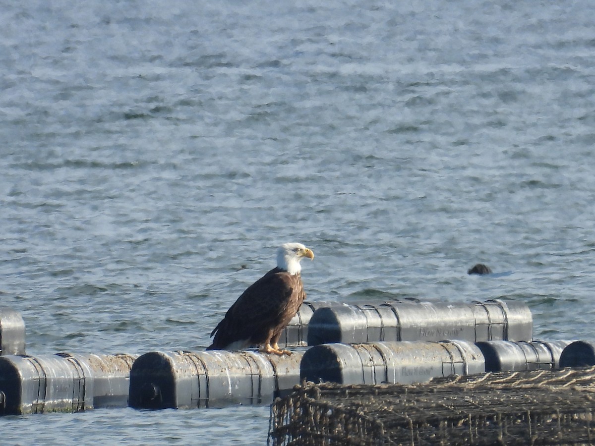 Bald Eagle - ML645938609