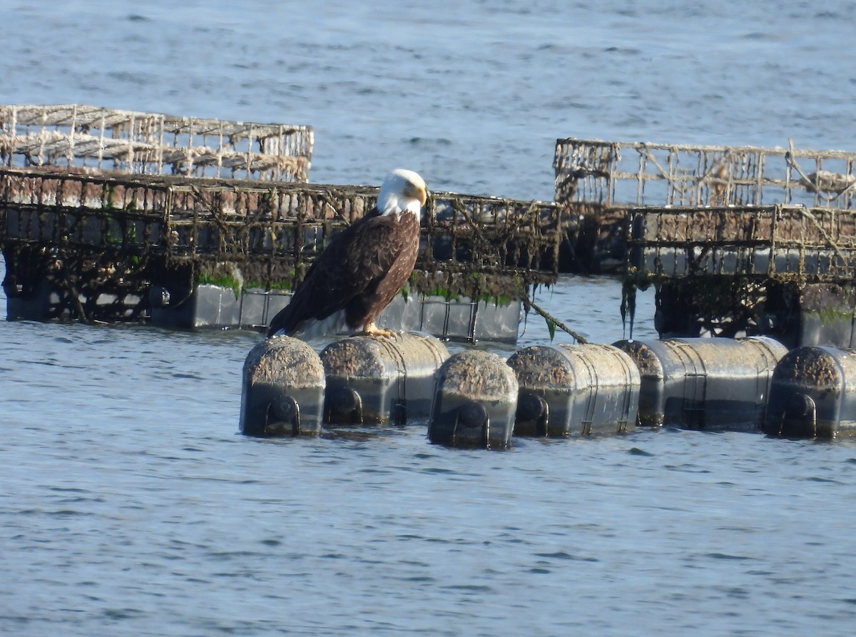 Bald Eagle - ML645938611
