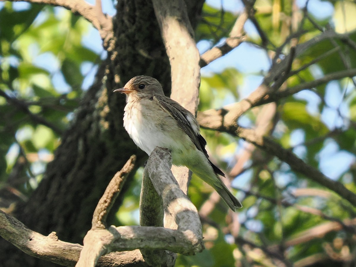 Spotted Flycatcher - ML645938635