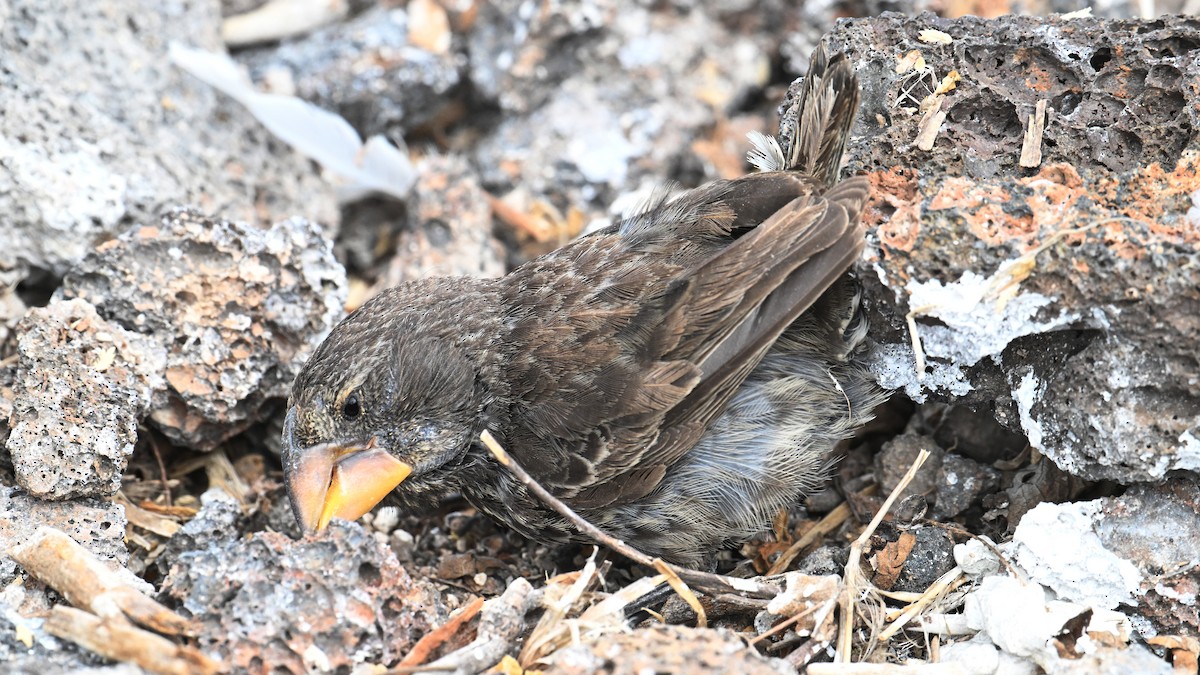 Large Ground-Finch - ML645938636