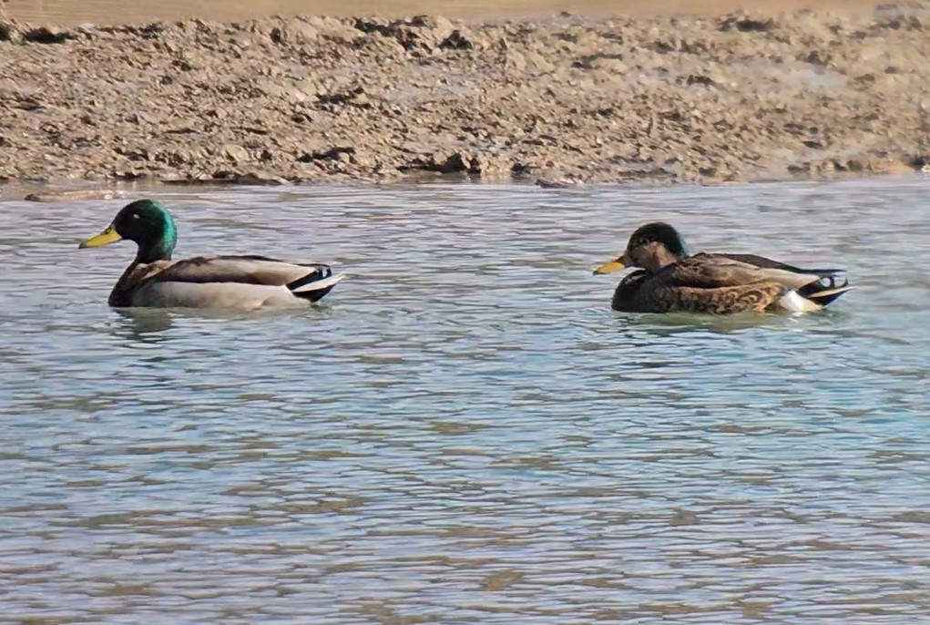 Mallard x Mexican Duck (hybrid) - ML645938641