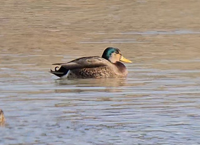 Mallard x Mexican Duck (hybrid) - ML645938642
