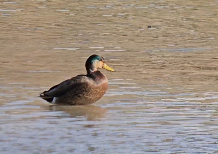 Mallard x Mexican Duck (hybrid) - ML645938643