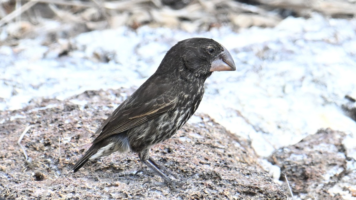 Large Ground-Finch - ML645938644