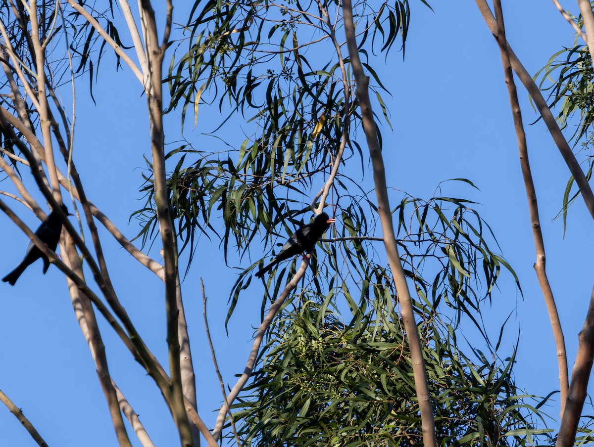 Black Bulbul - ML645938646