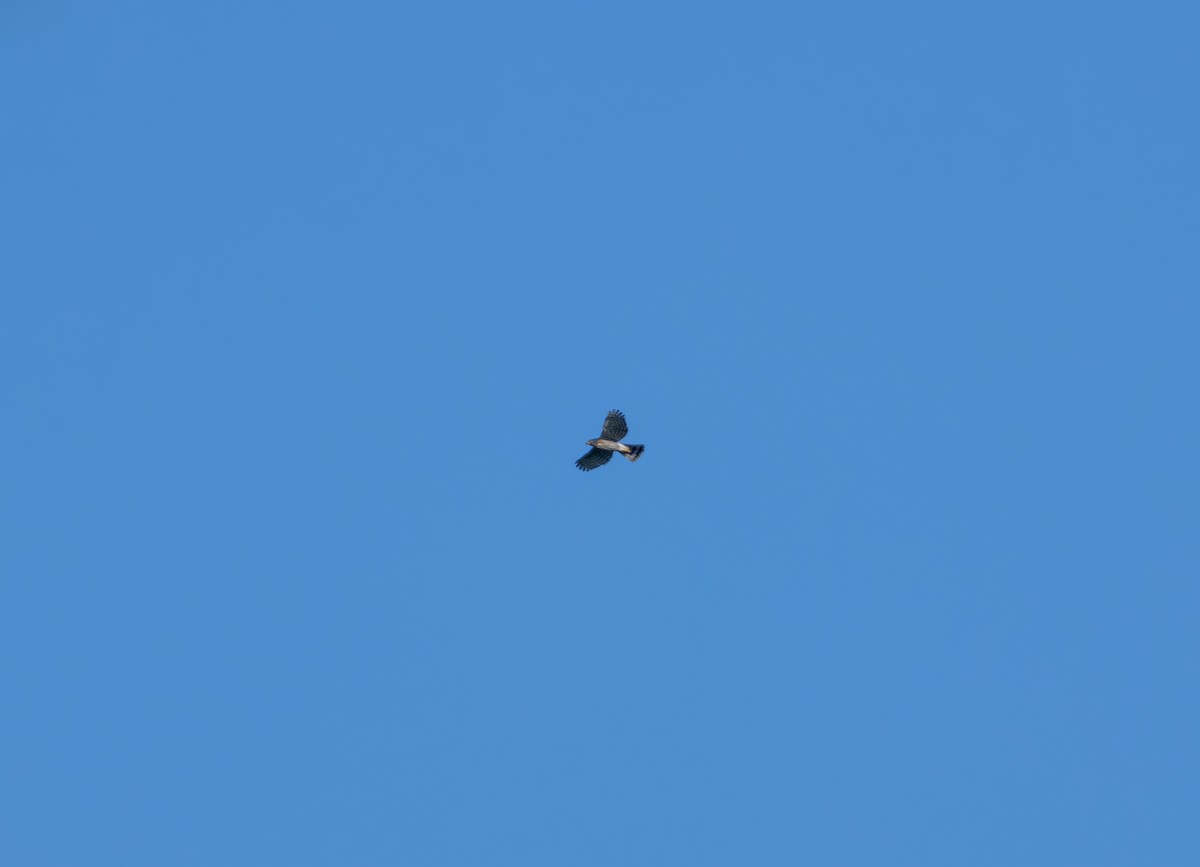 Crested Goshawk - ML645938692