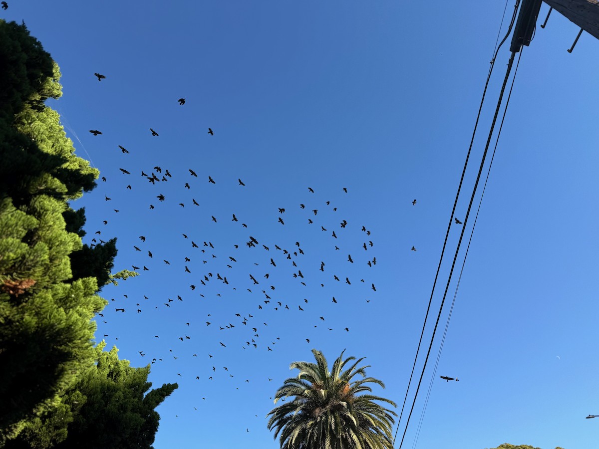 American Crow - ML645938693