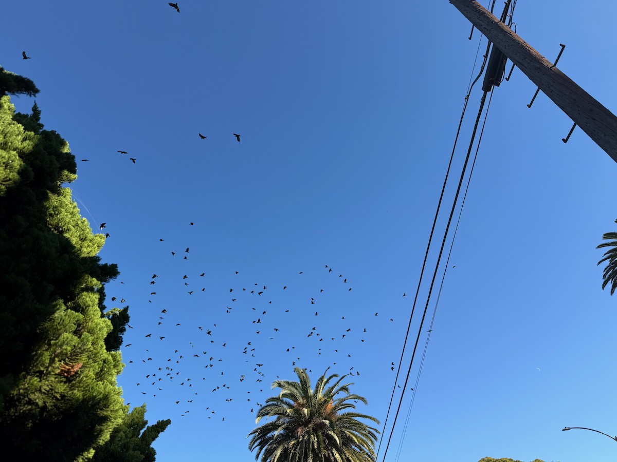 American Crow - ML645938694