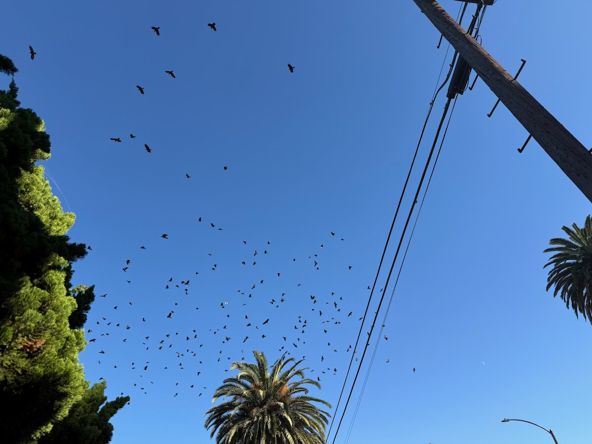 American Crow - ML645938695