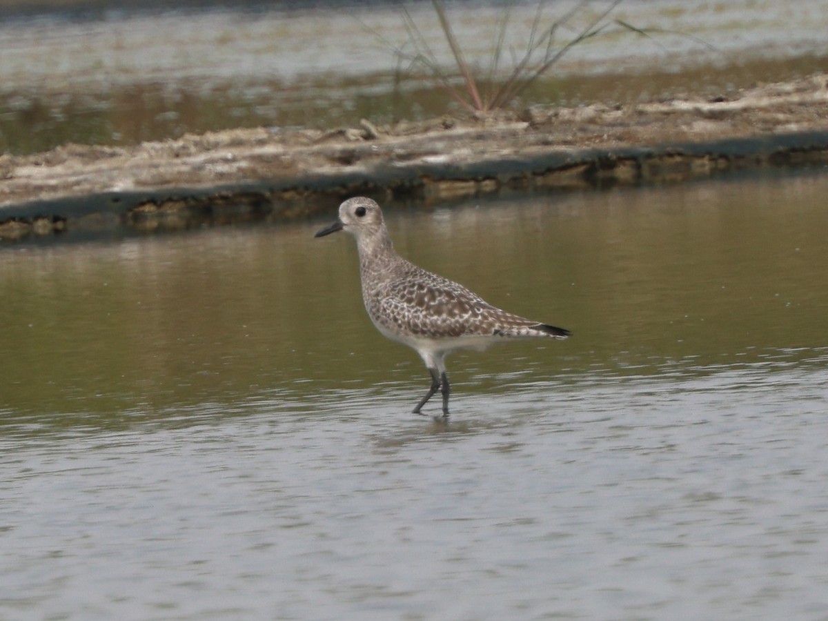 Black-bellied Plover - ML645938697