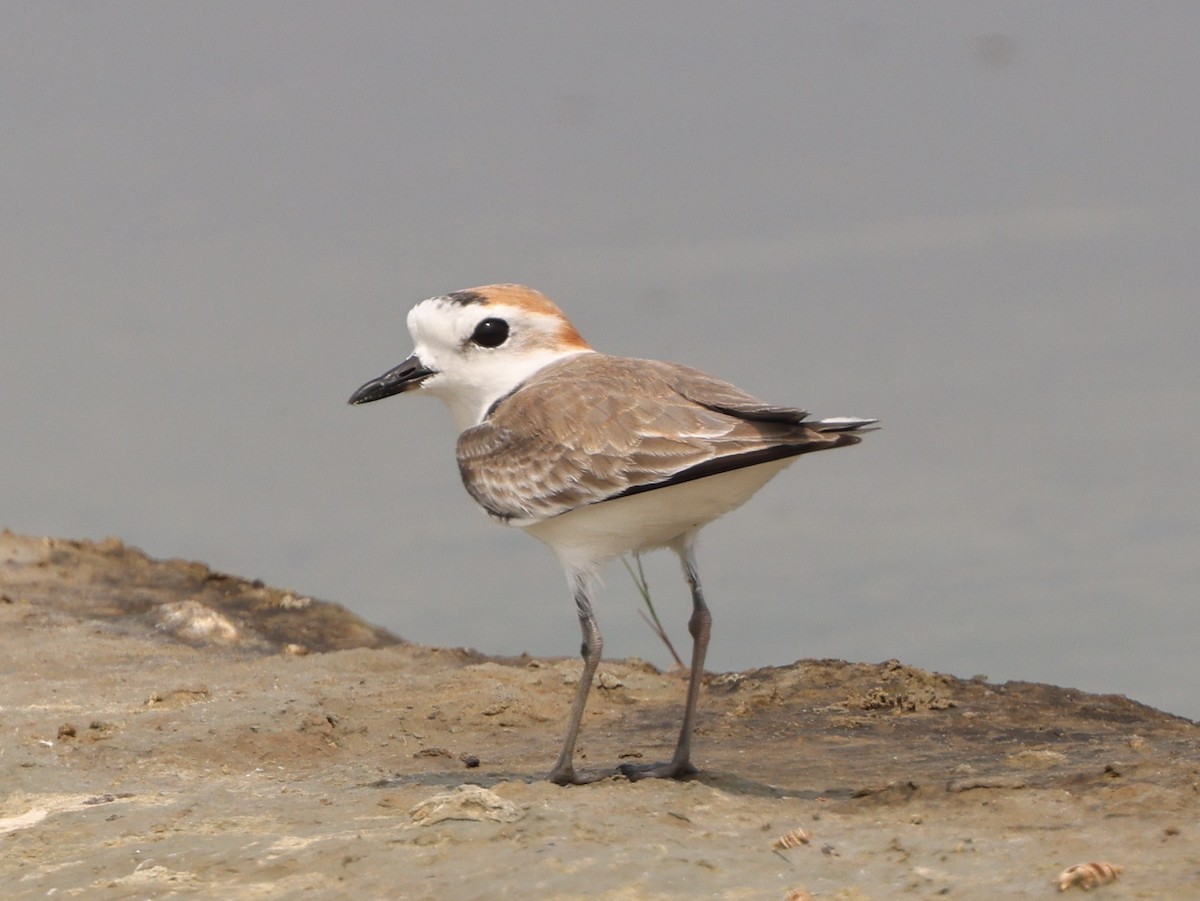 White-faced Plover - ML645938709