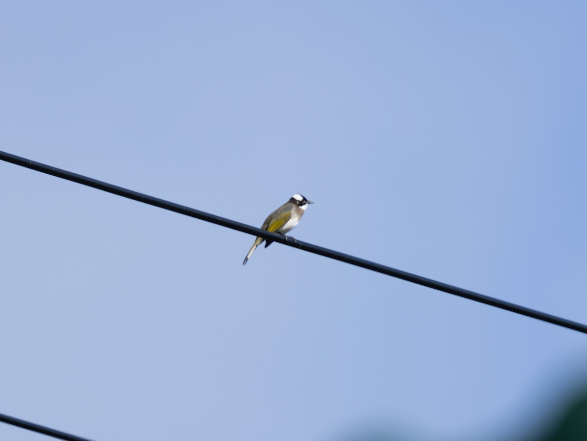 Light-vented Bulbul - ML645938720