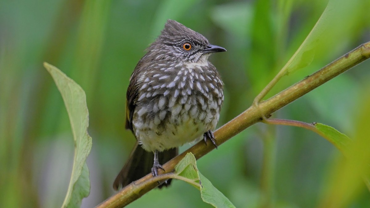 Cream-striped Bulbul - ML645938723