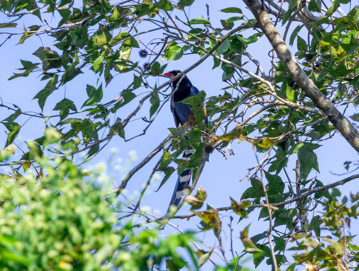 Taiwan Blue-Magpie - ML645938725