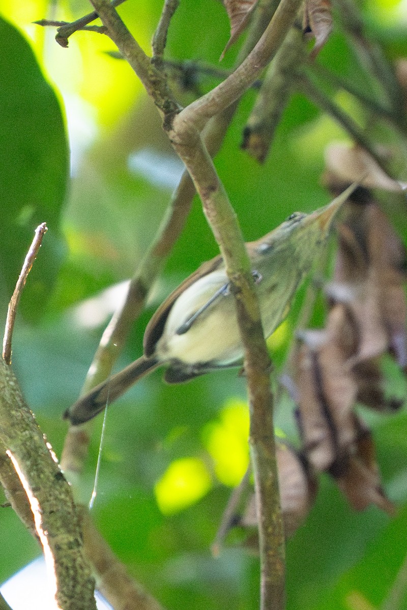 Long-billed Gnatwren - ML645938735