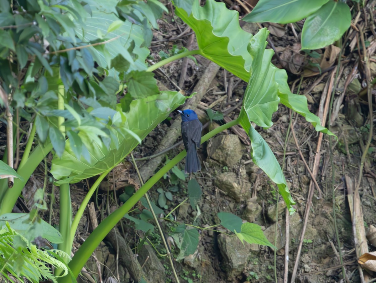 Black-naped Monarch - ML645938736