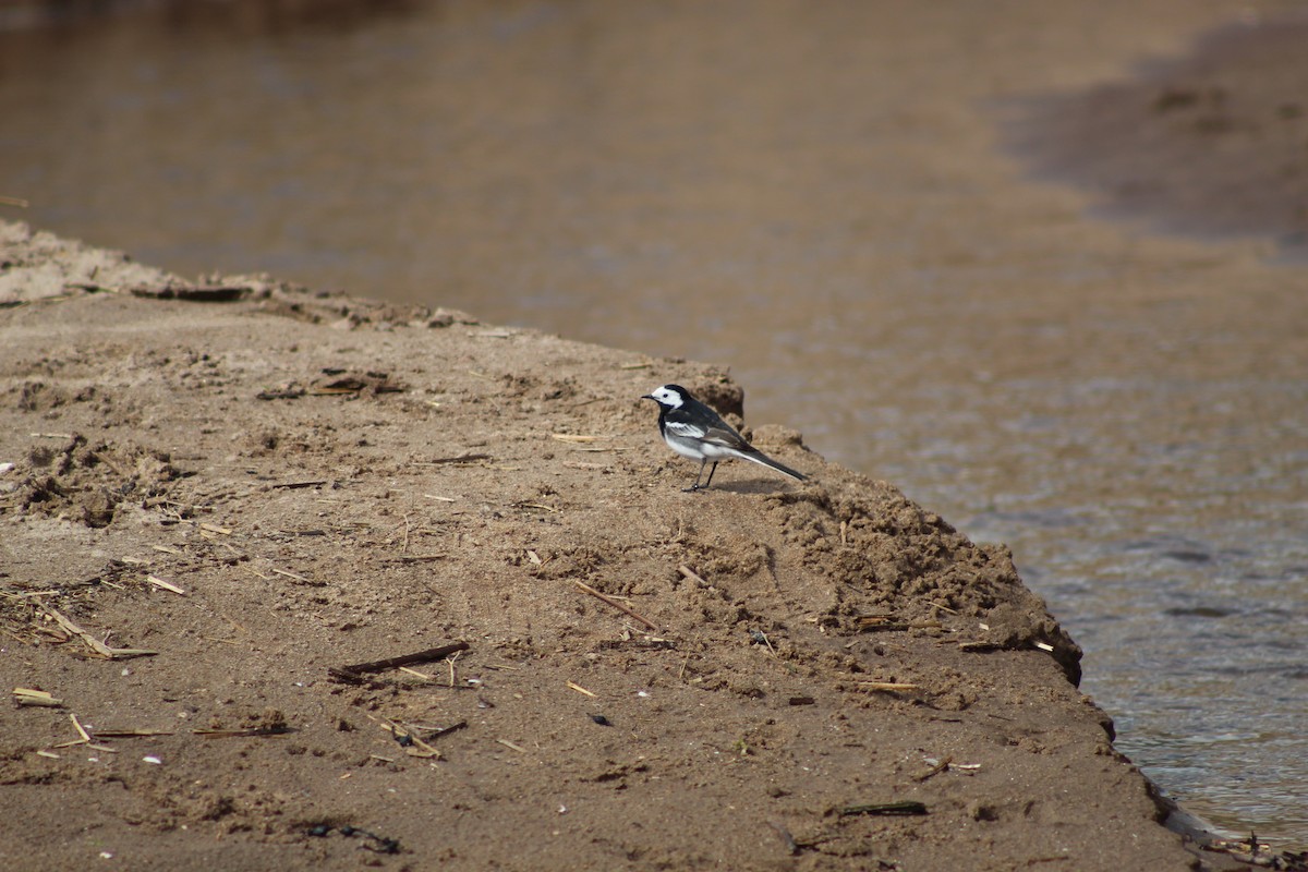 White Wagtail - ML645938751