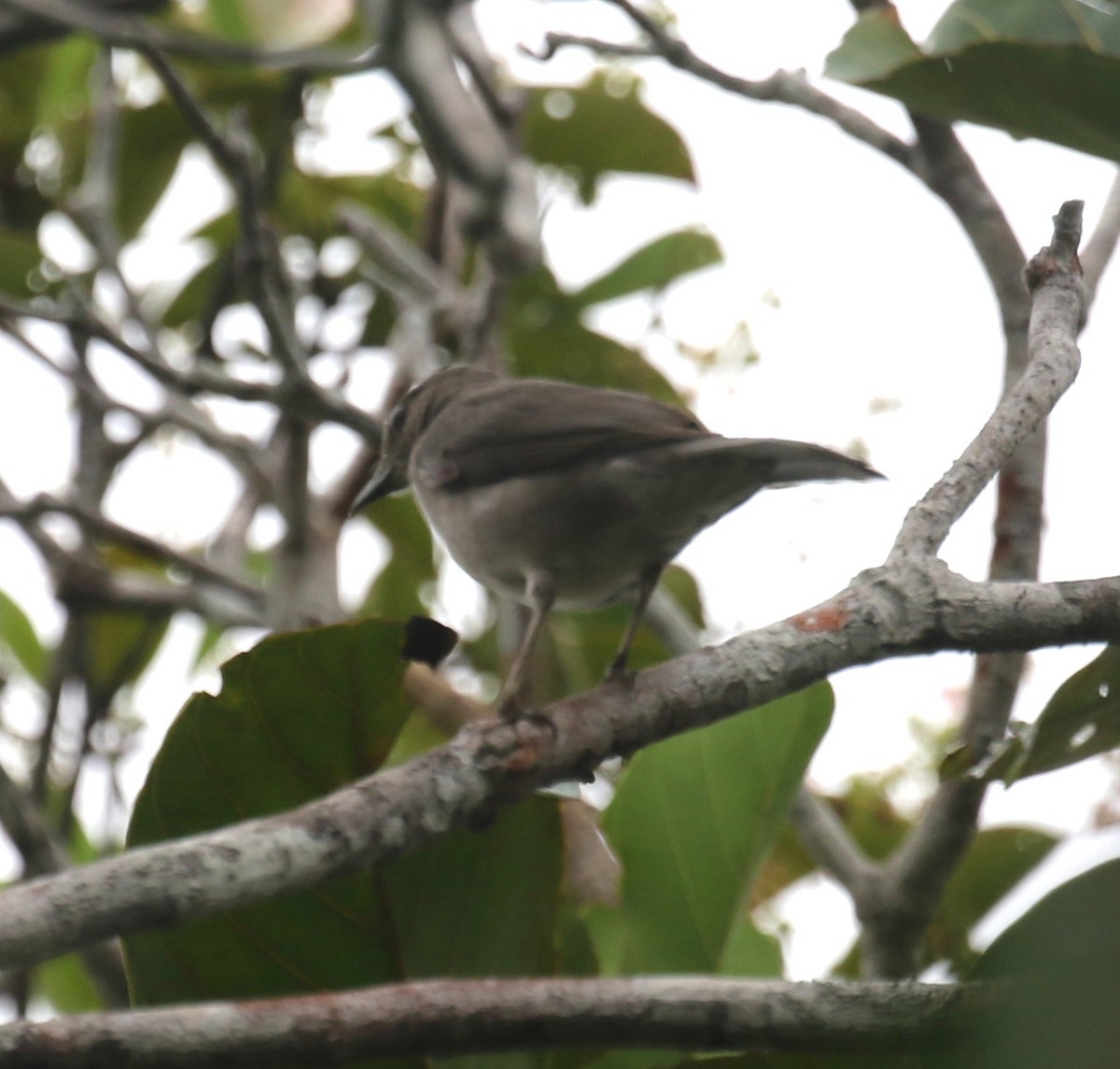 Merle d'Arthur - ML645938752