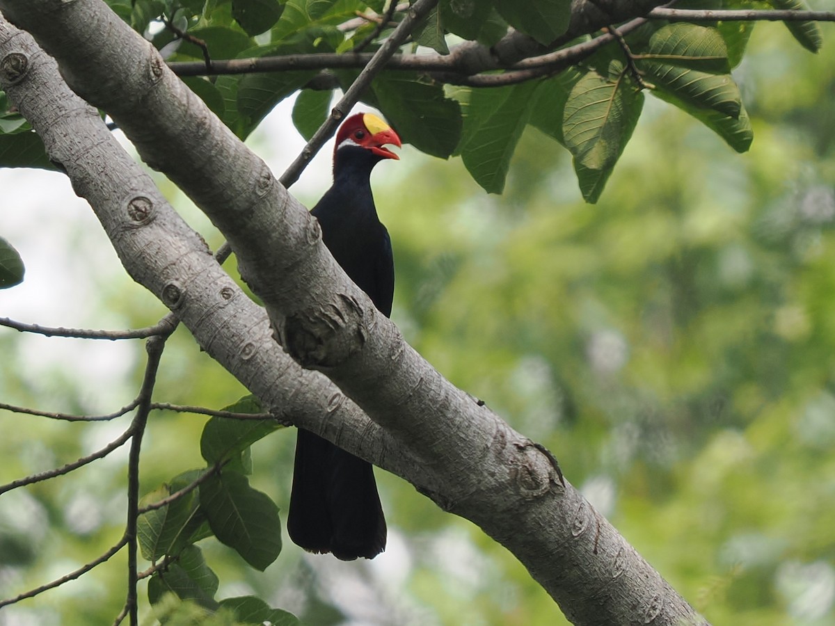 Violet Turaco - ML645938762