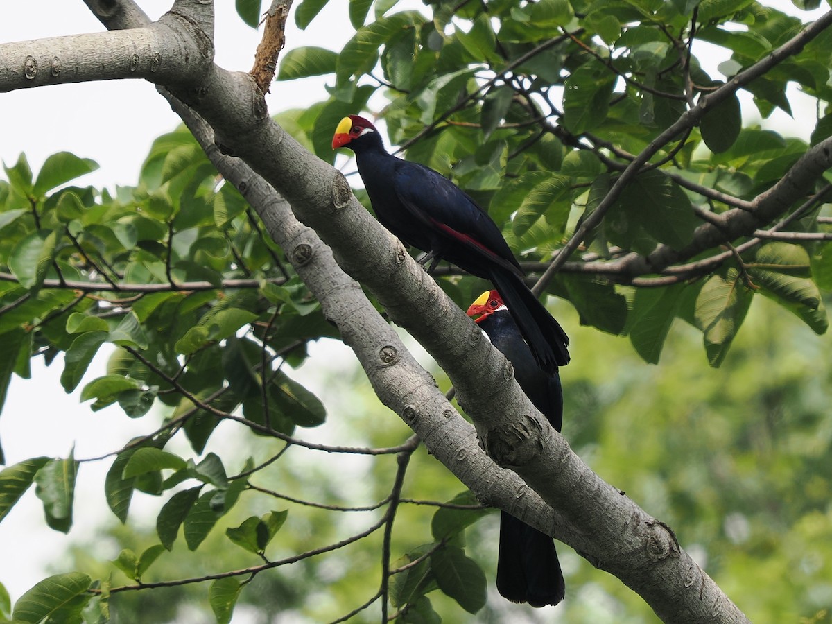 Violet Turaco - ML645938763