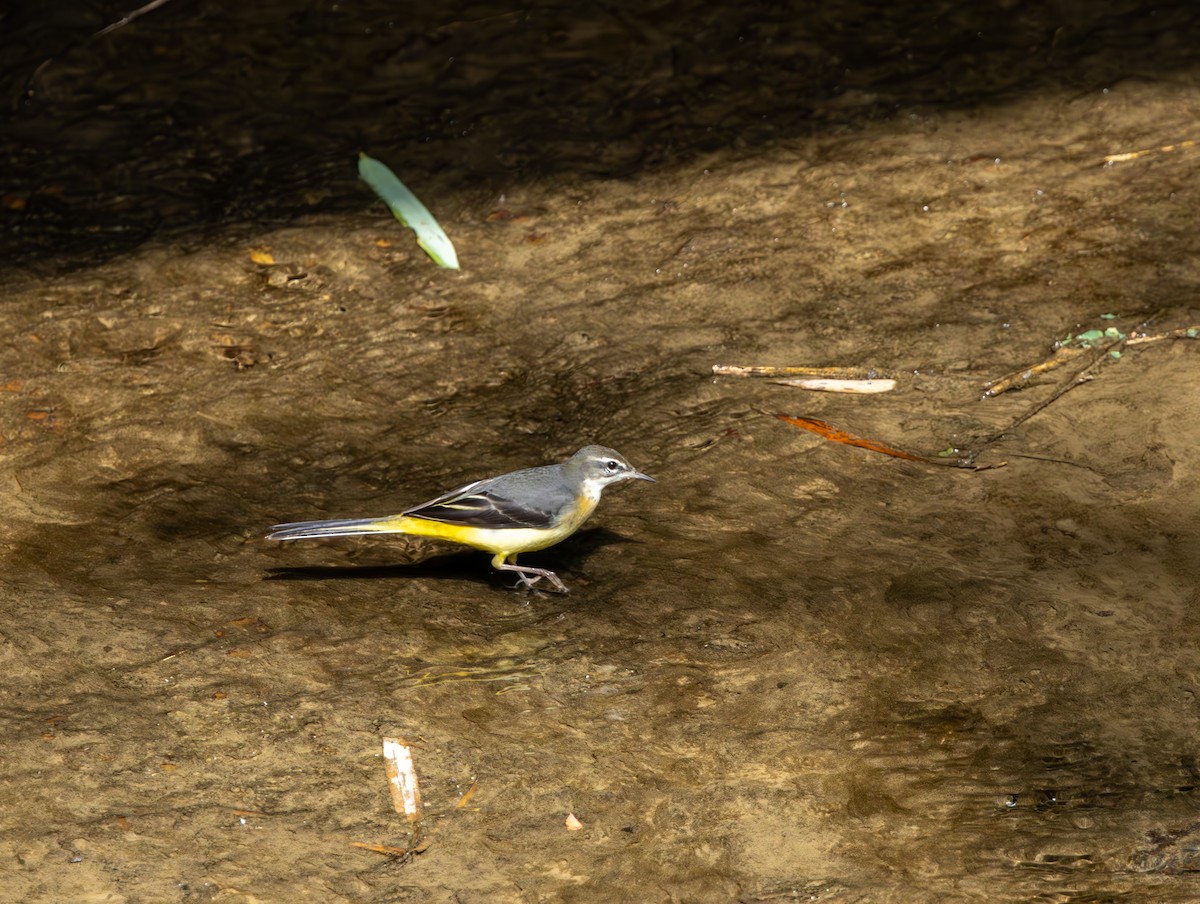 Gray Wagtail - ML645938766