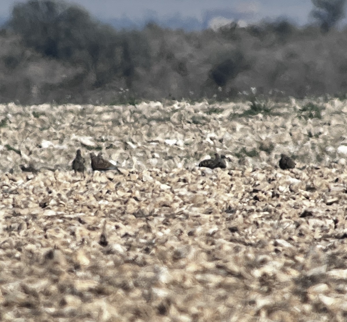 Pin-tailed Sandgrouse - ML645938774