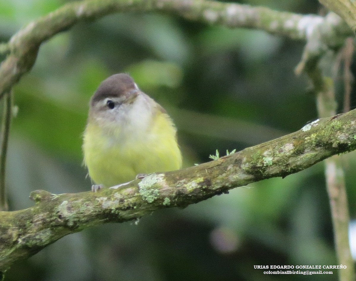 Kahverengi Vireo - ML645938791