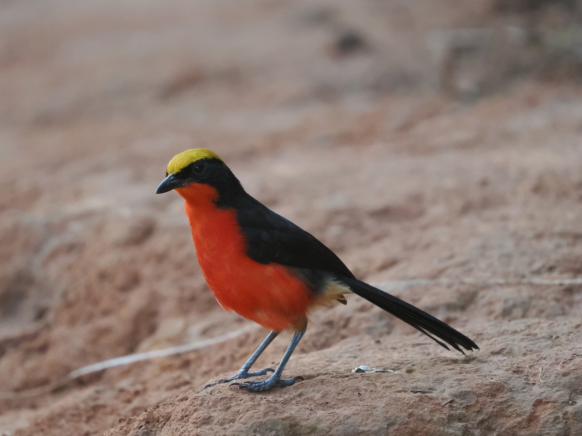 Гонолек червоний - ML645938794