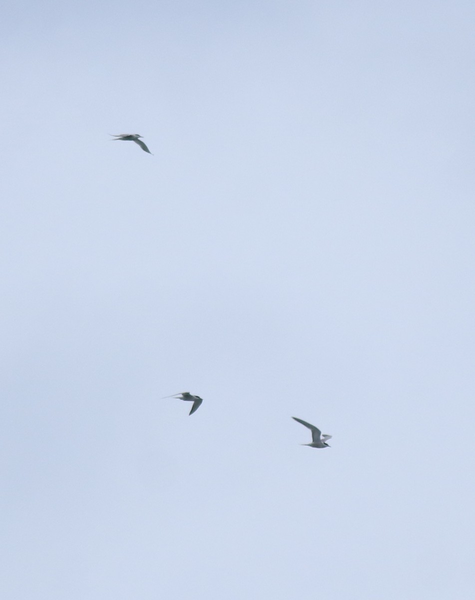 Common Tern - ML645938797