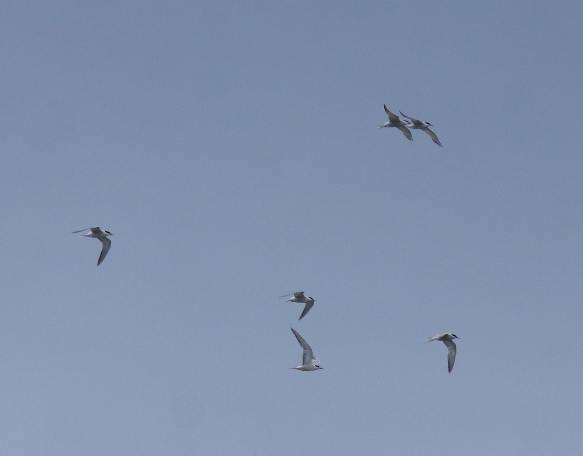 Common Tern - ML645938798