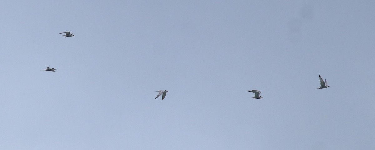 Common Tern - ML645938799