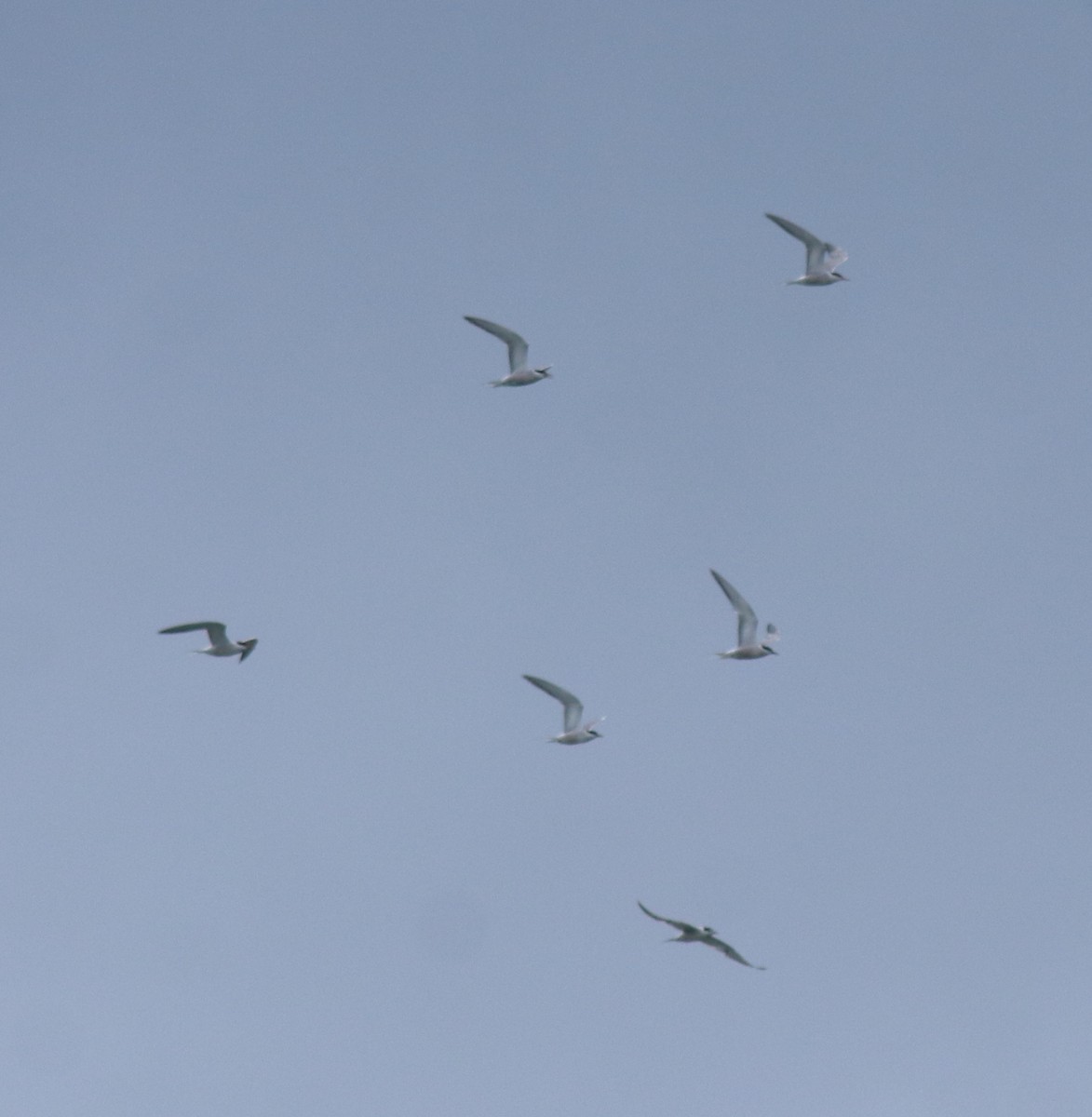 Common Tern - ML645938800