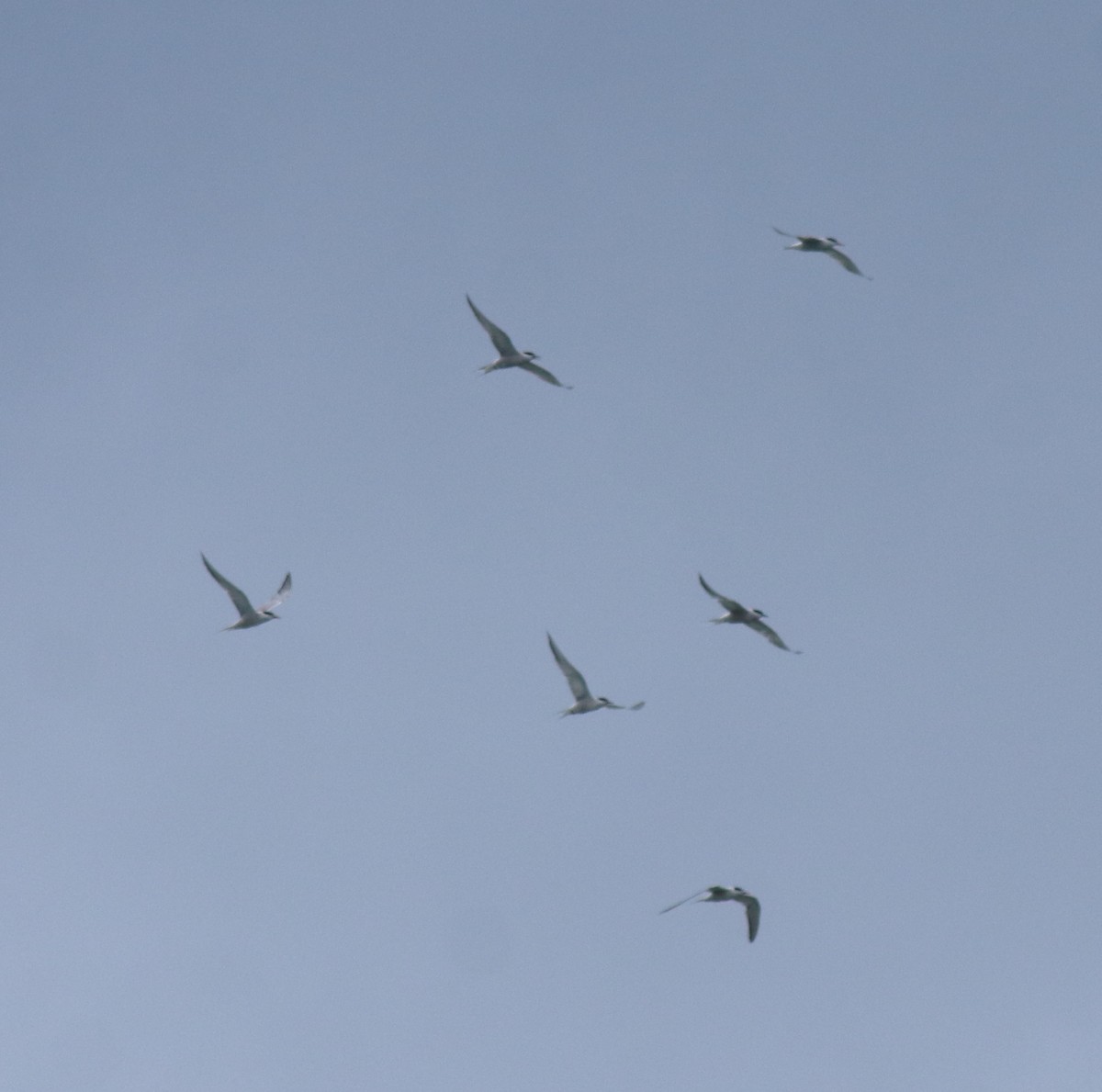 Common Tern - ML645938801