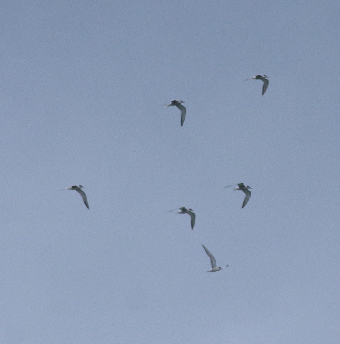 Common Tern - ML645938802