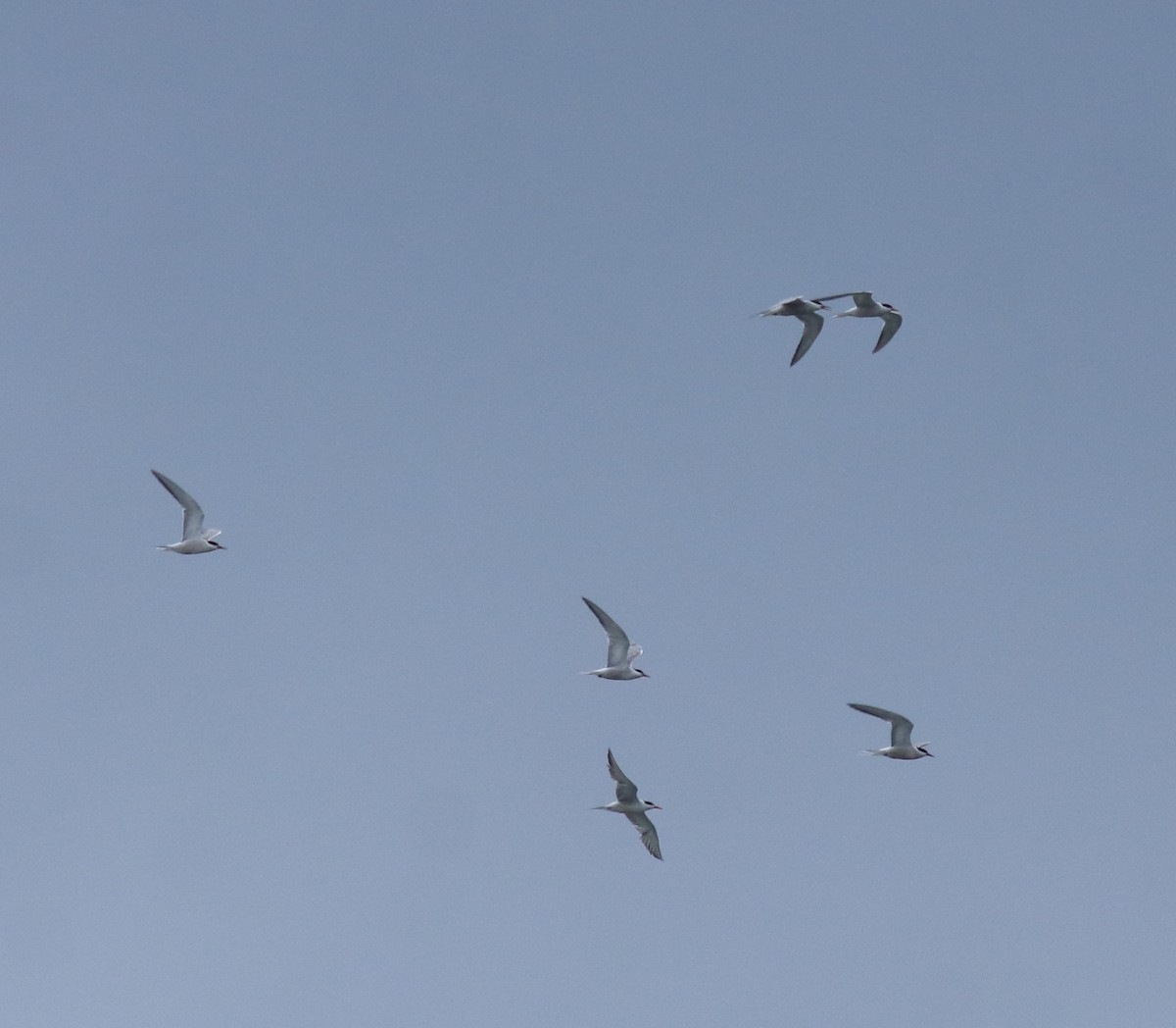 Common Tern - ML645938803