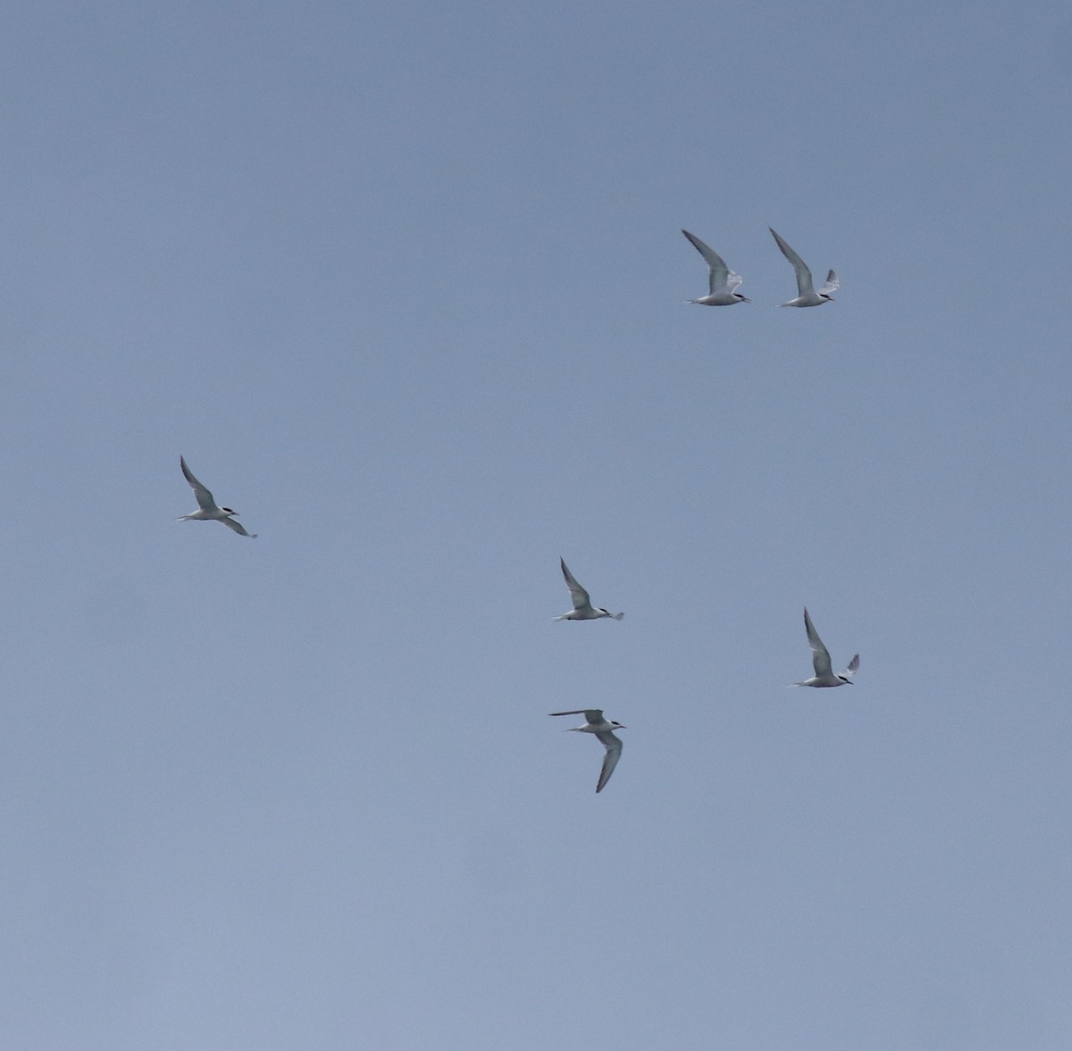 Common Tern - ML645938804