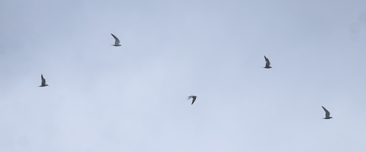 Common Tern - ML645938805