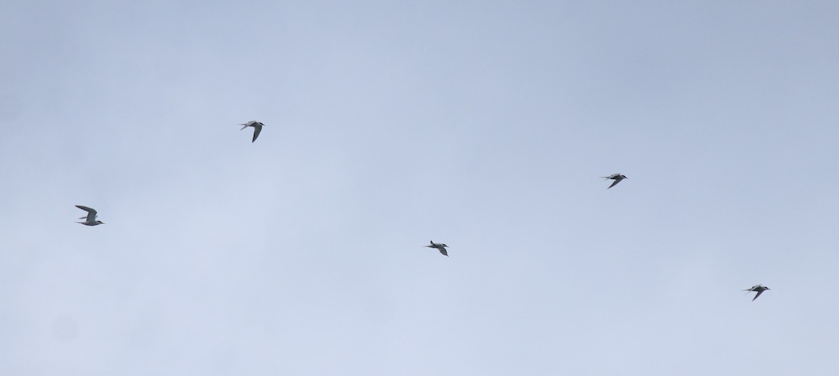 Common Tern - ML645938806