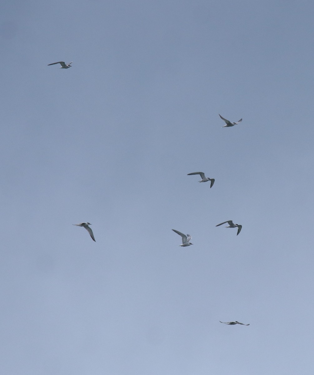 Common Tern - ML645938807