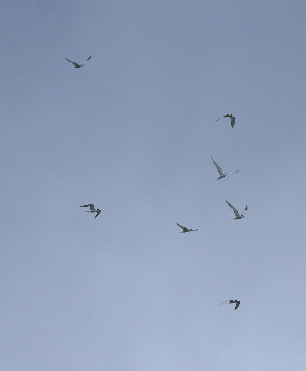 Common Tern - ML645938808