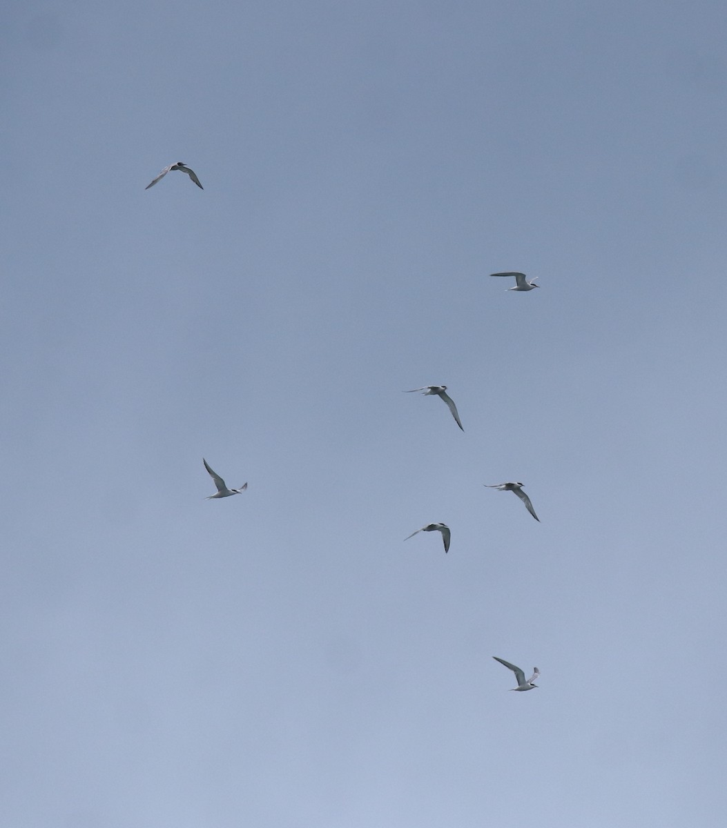 Common Tern - ML645938809