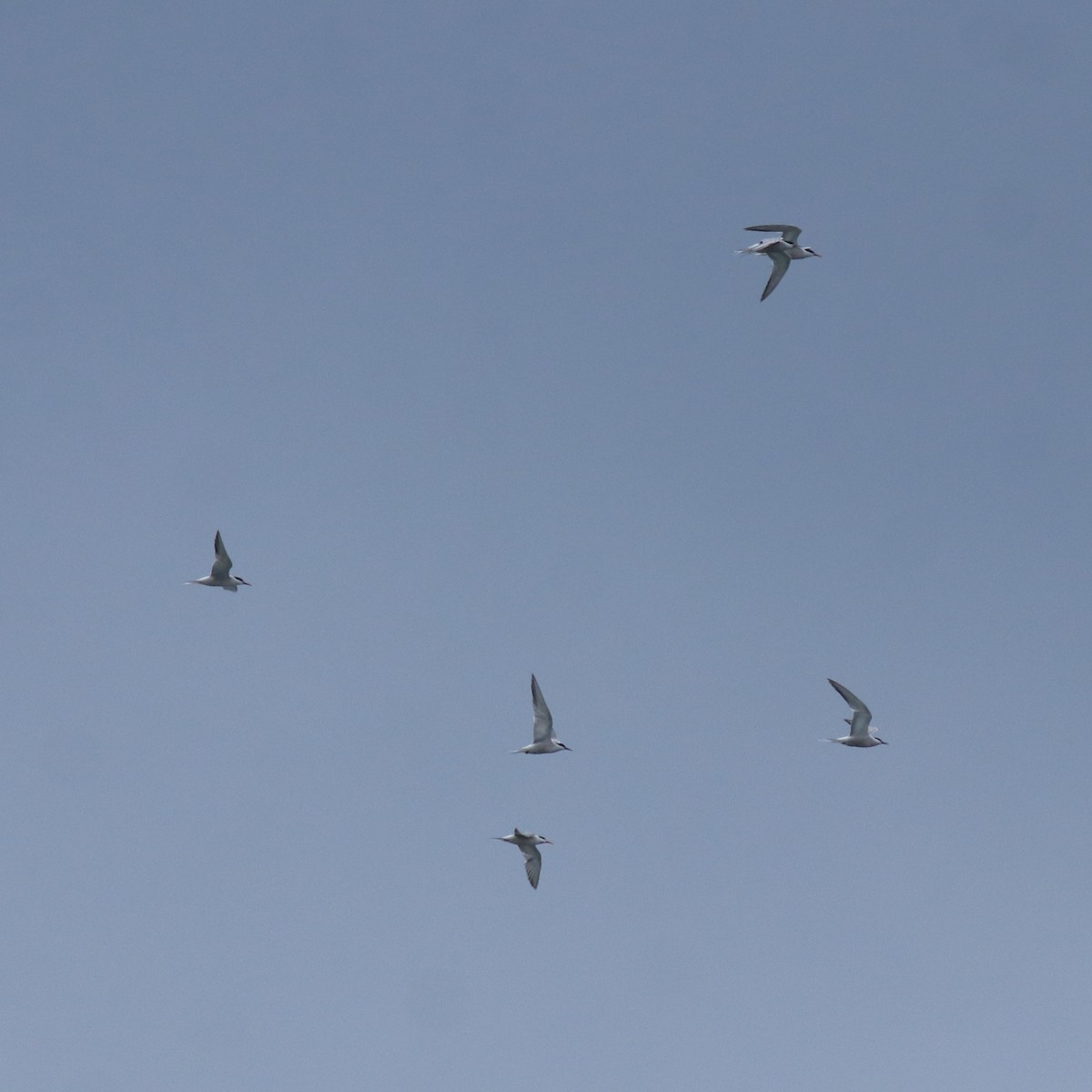 Common Tern - ML645938810