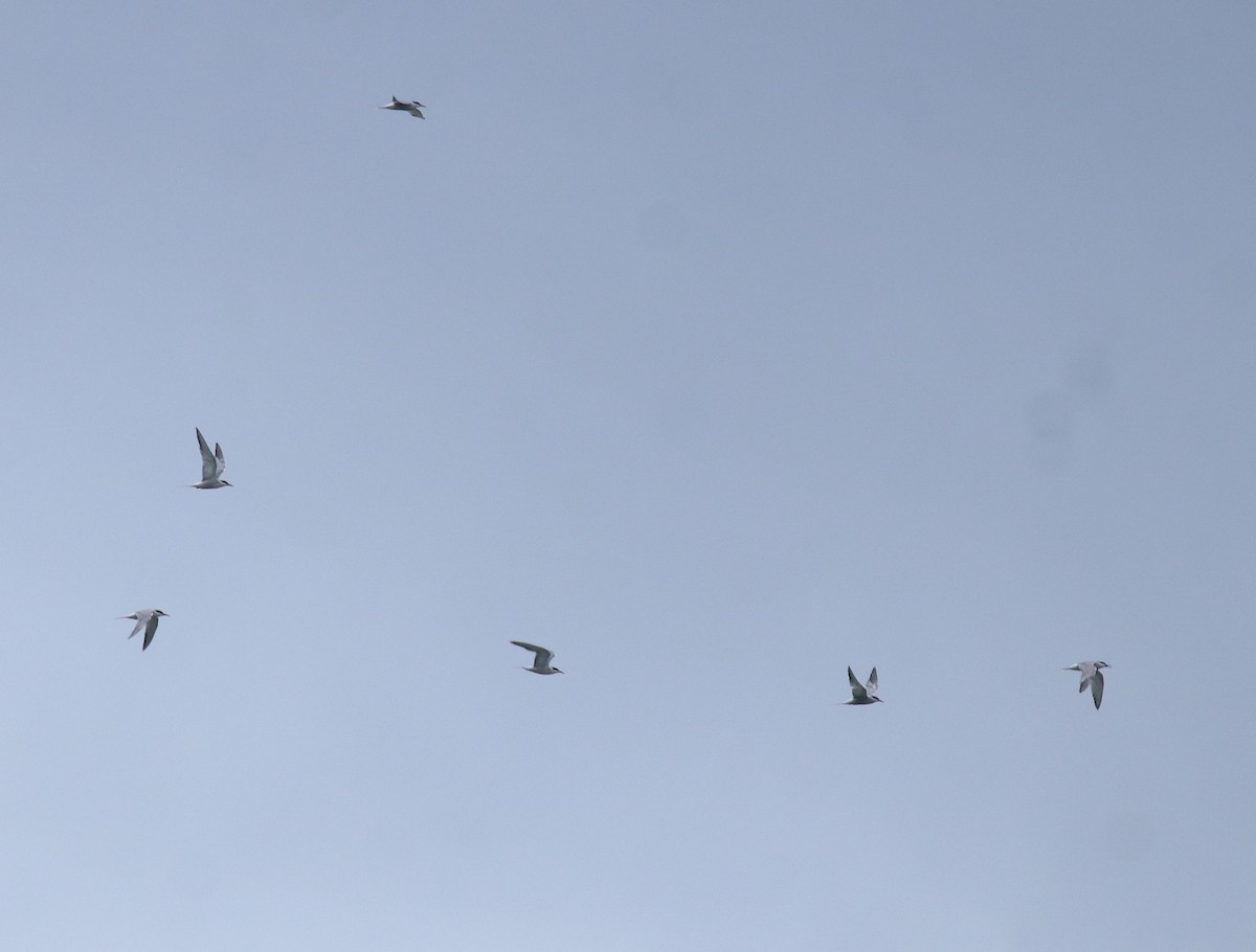 Common Tern - ML645938811