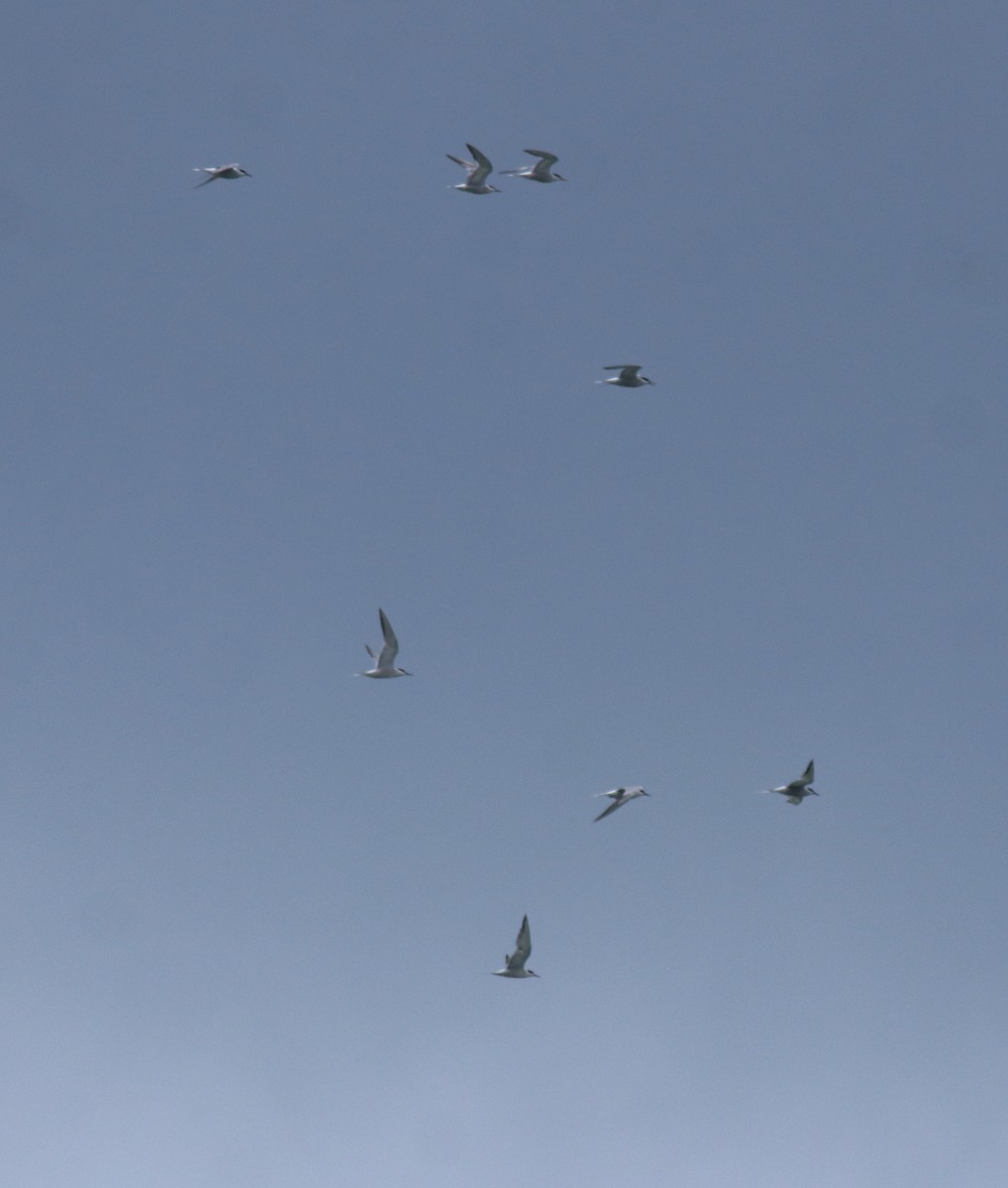 Common Tern - ML645938812