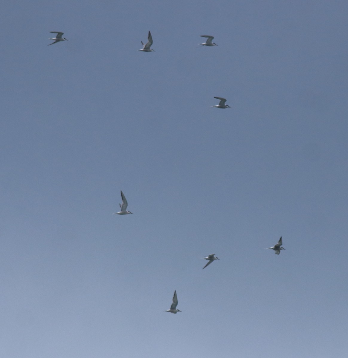 Common Tern - ML645938813