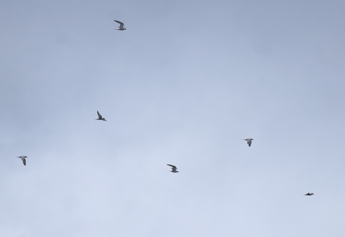 Common Tern - ML645938814