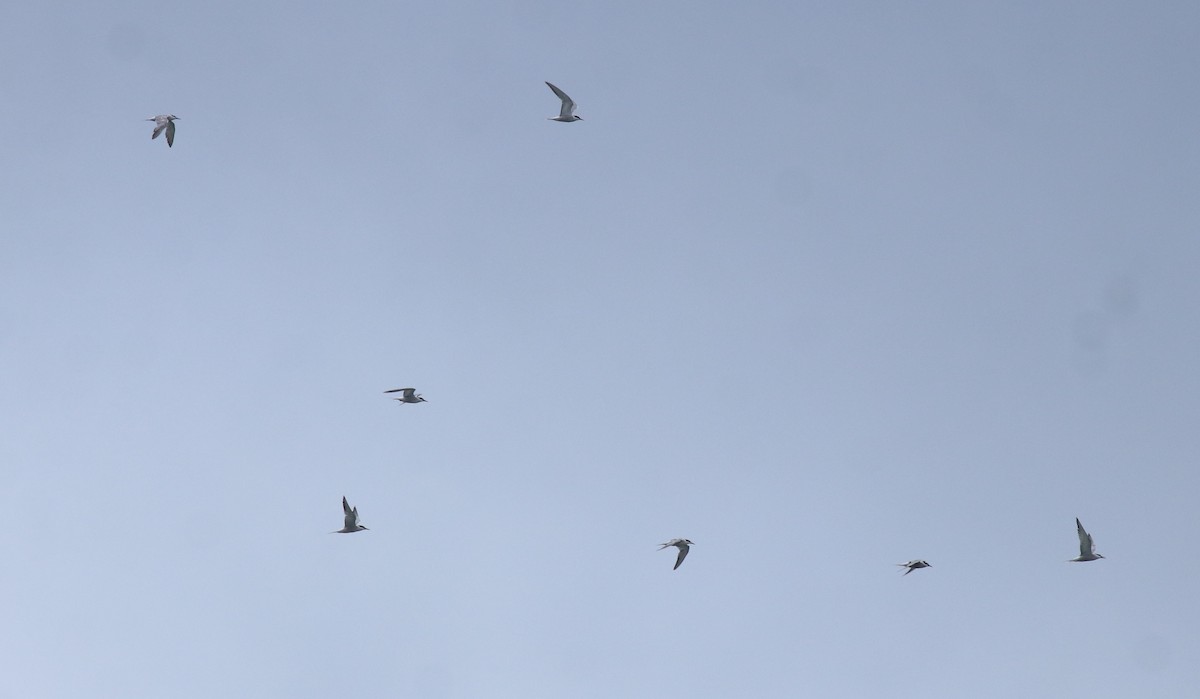 Common Tern - ML645938815