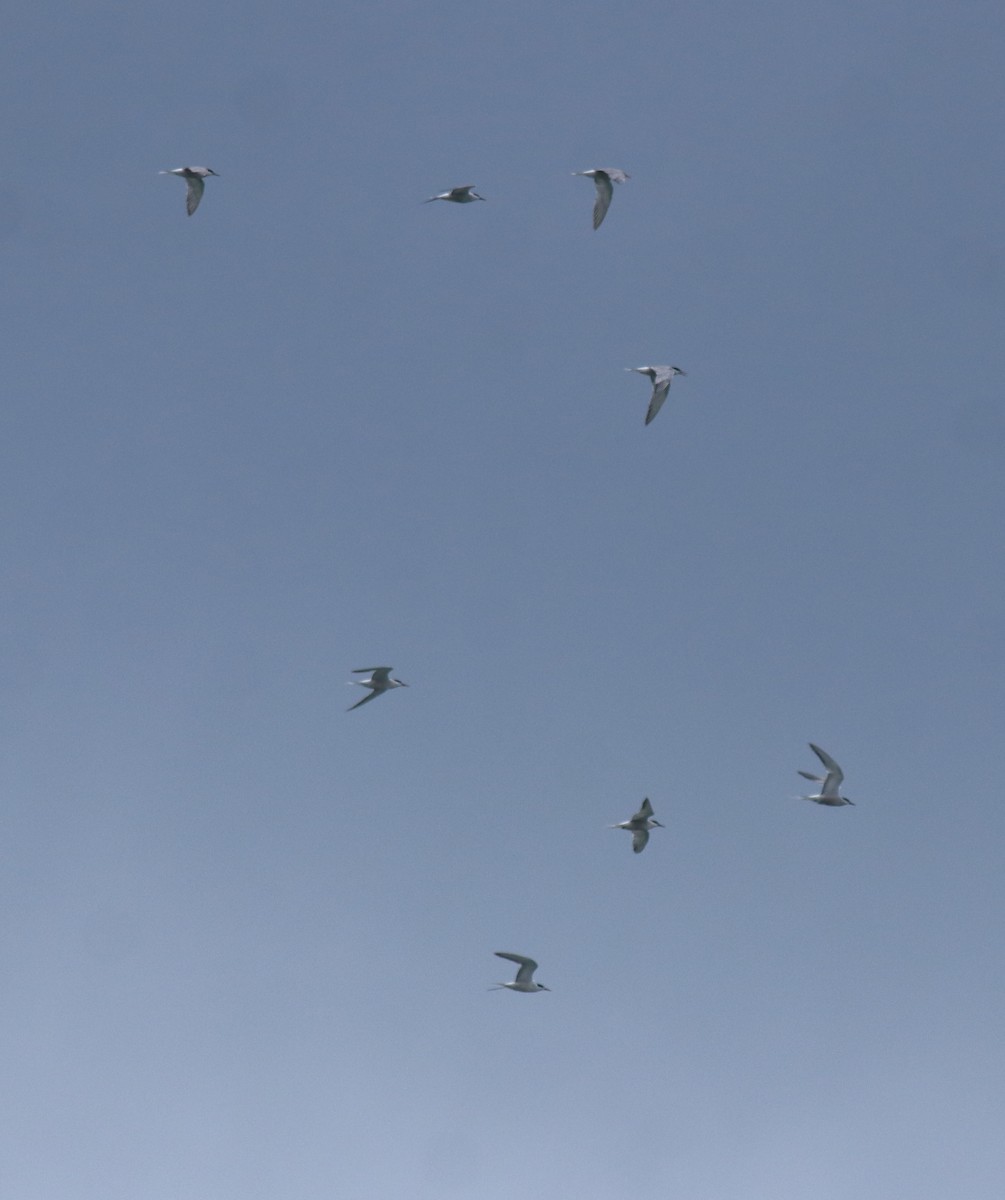 Common Tern - ML645938816