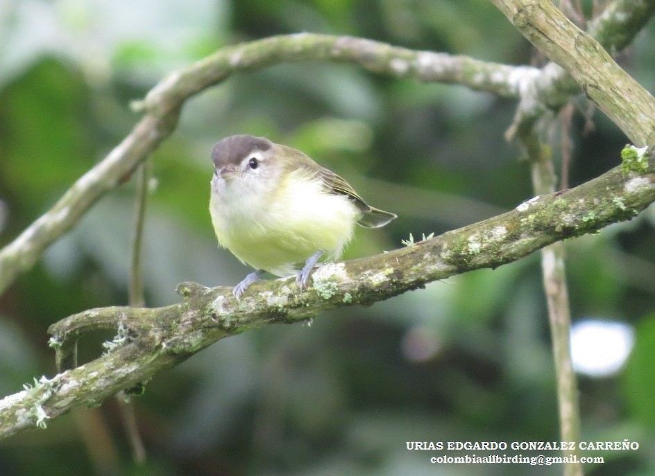 Kahverengi Vireo - ML645938818